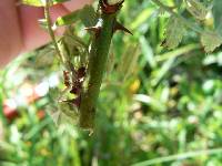 Rosa multiflora image