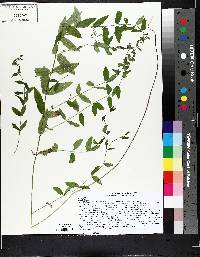 Scutellaria galericulata image