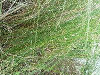 Carex lasiocarpa image