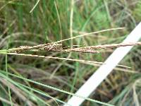 Carex lasiocarpa image