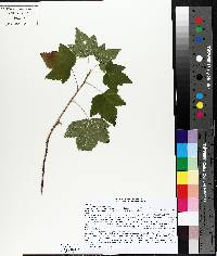 Ribes americanum image