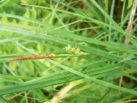 Carex tetanica image