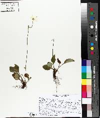 Parnassia glauca image