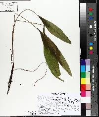 Rumex orbiculatus image