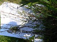 Epilobium leptophyllum image