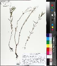 Epilobium leptophyllum image