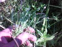 Epilobium leptophyllum image