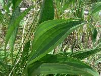 Arnoglossum plantagineum image