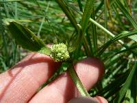 Arnoglossum plantagineum image