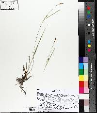 Carex tetanica image