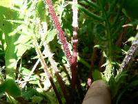 Cirsium muticum image