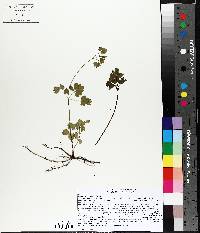 Thalictrum dasycarpum image