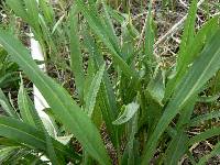 Solidago ohioensis image