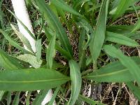 Solidago ohioensis image