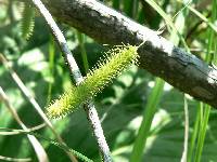 Carex pseudocyperus image