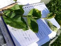 Viburnum lentago image