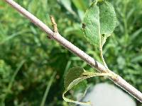 Viburnum lentago image