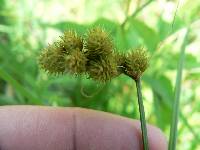 Carex bebbii image