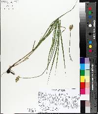 Carex bebbii image