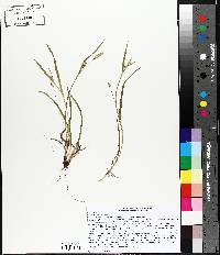 Carex tetanica image