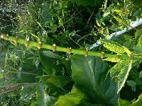 Equisetum fluviatile image