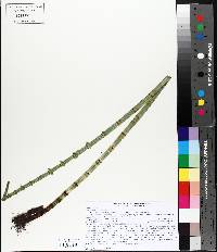 Equisetum fluviatile image