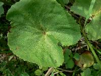 Caltha palustris image