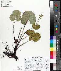 Caltha palustris image