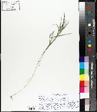 Muhlenbergia glomerata image