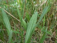 Solidago ohioensis image