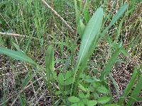 Solidago ohioensis image