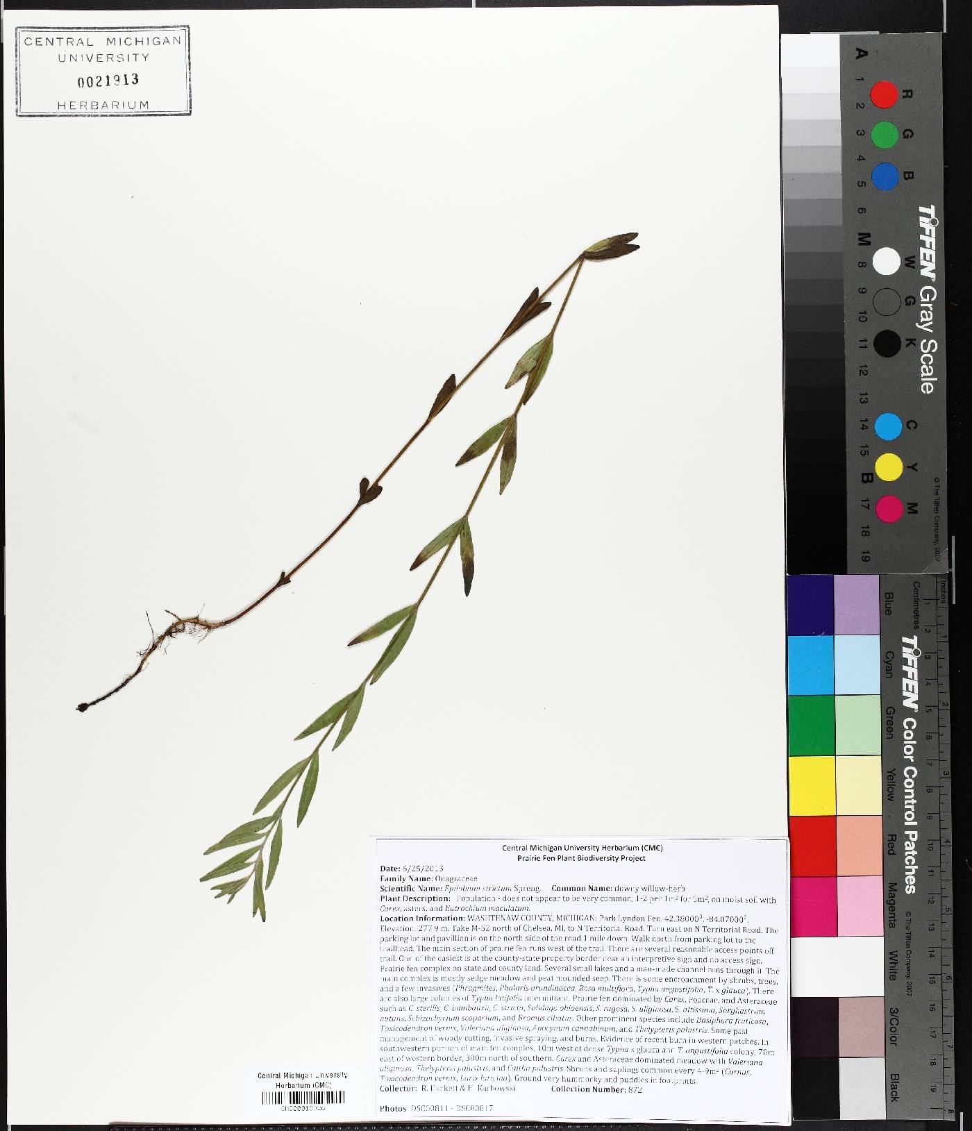 Epilobium strictum image