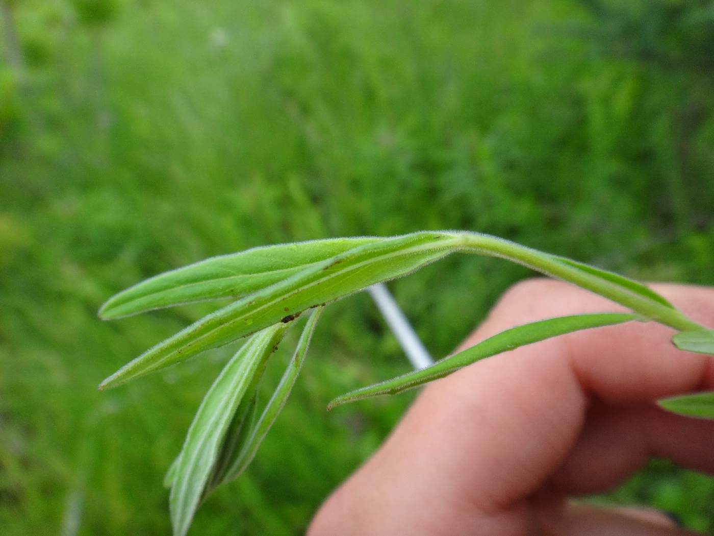 Epilobium strictum image
