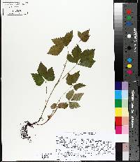 Rubus pubescens image