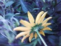 Rudbeckia fulgida image