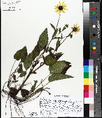 Rudbeckia fulgida image