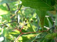 Cornus foemina image