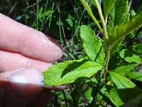 Spiraea tomentosa image