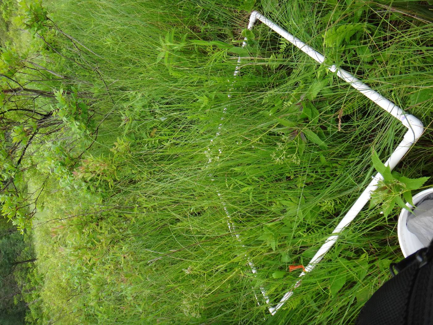 Epilobium strictum image