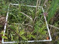 Muhlenbergia mexicana image