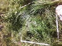 Carex viridistellata image