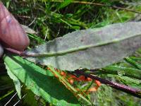 Symphyotrichum laeve image