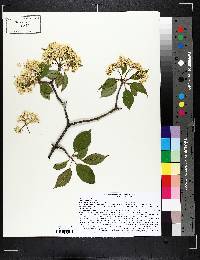 Viburnum lentago image