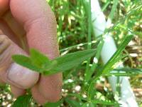 Scutellaria galericulata image