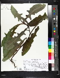 Sonchus arvensis image