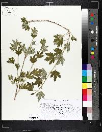 Ribes hirtellum image