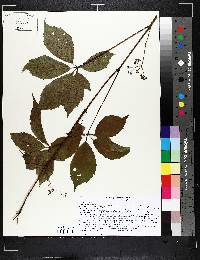 Parthenocissus inserta image