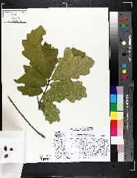 Quercus bicolor image