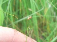 Eleocharis elliptica image