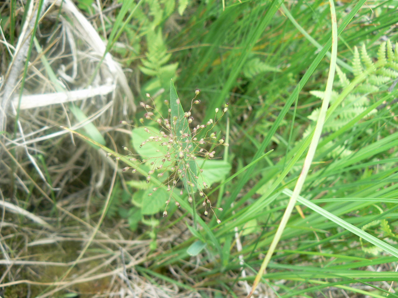 Panicum acuminatum image